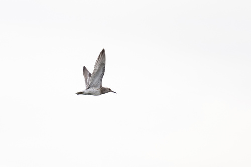 Great Knot