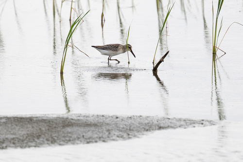 Broad-billed Sandpiper