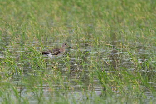 Black-tailed Godwit