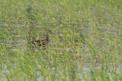 Garganey