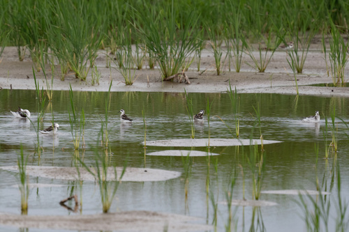 Red-necked Phalarope