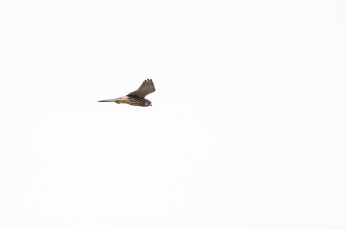 Eurasian Kestrel