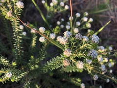 Phylica ericoides