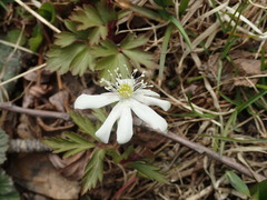 Anemonoides amurensis