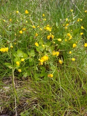 Ranunculus auricomus