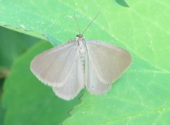 Minoa murinata