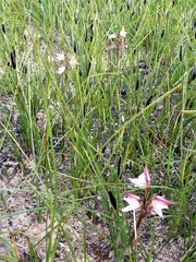 Prasophyllum striatum