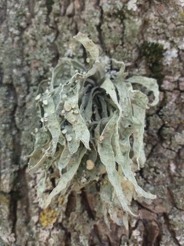 Cartilage Lichen