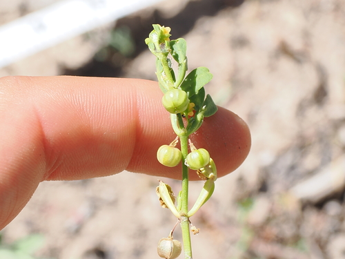 Roepera iodocarpa (Roepera iodocarpa)