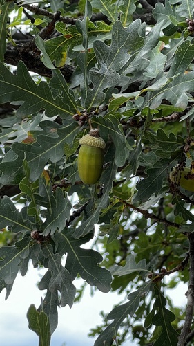 English oak