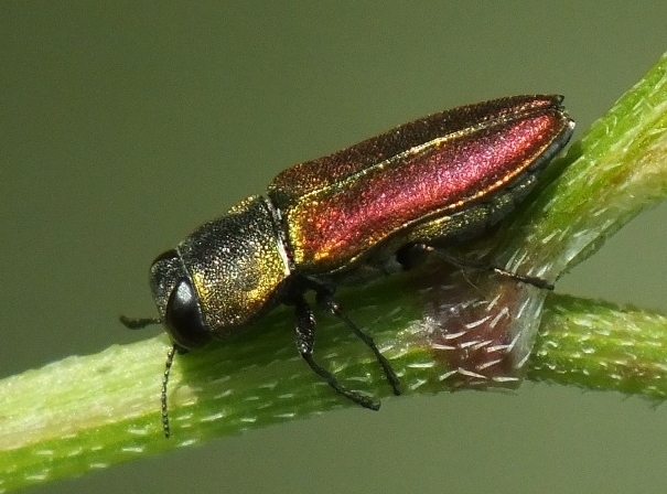 Anthaxia cichorii