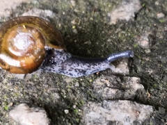 Macrochlamys superlita