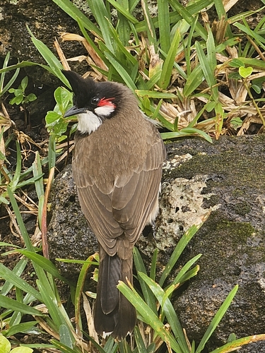 Red-whiskered Bulbul