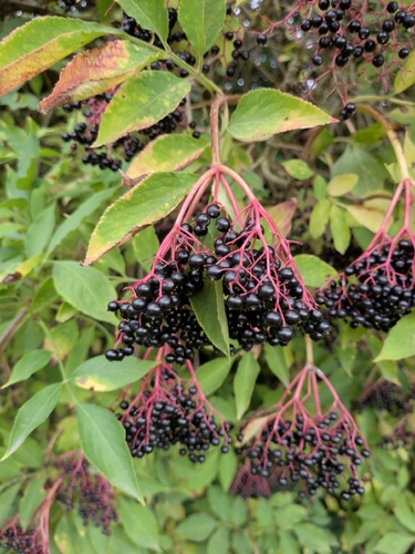European black elderberry
