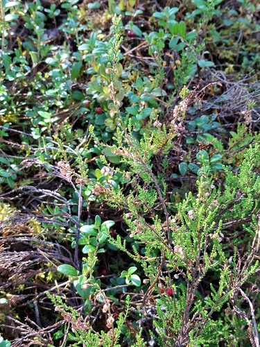common heather