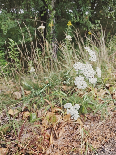 common yarrow