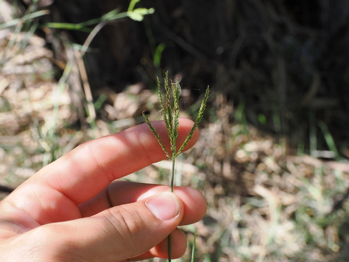 Leptochloa digitata, 2026-09-04