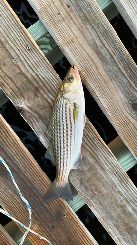 Striped Bass
