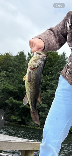 Largemouth Bass