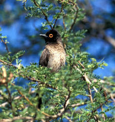 Pycnonotus nigricans