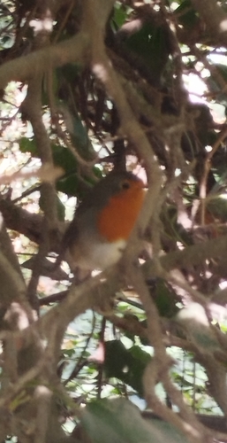 European Robin