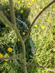 Crepis biennis
