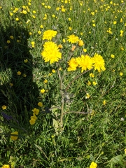 Crepis biennis