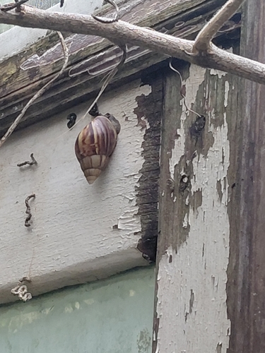 African Giant Snail