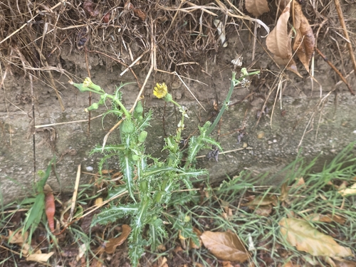 prickly sowthistle