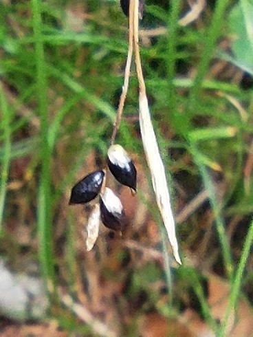 Carex alba observed 2026-09-05