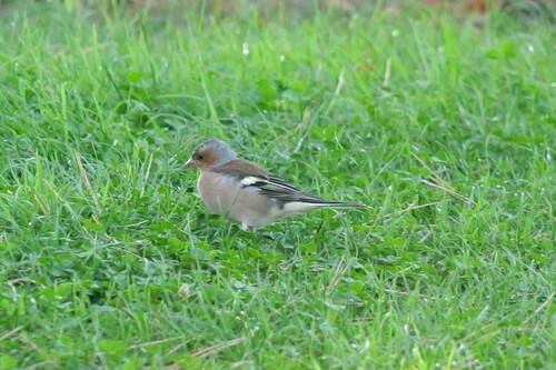 Common Chaffinch