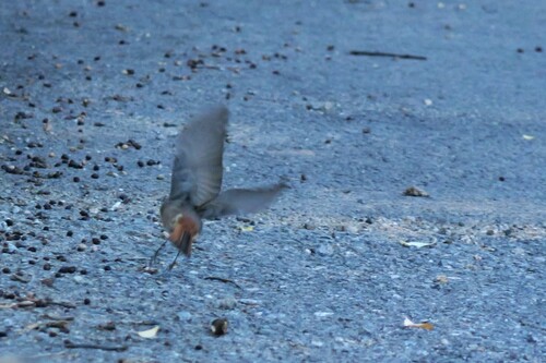 Black Redstart
