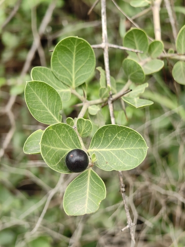 Carissa spinarum, photograph 2