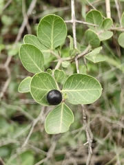 Carissa spinarum, photograph (c) P Jeganathan, some rights reserved (CC BY)