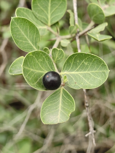 Carissa spinarum, photograph 4