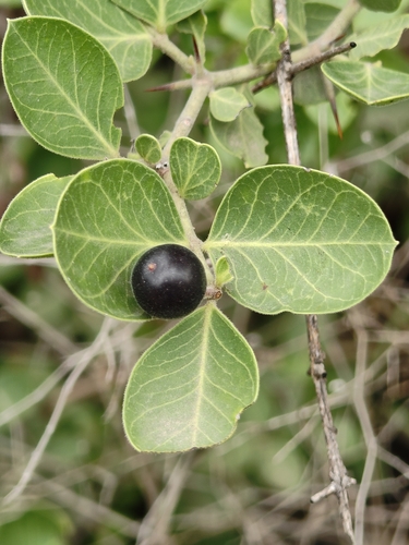 Carissa spinarum, photograph 5