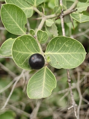 Carissa spinarum, photograph (c) P Jeganathan, some rights reserved (CC BY)