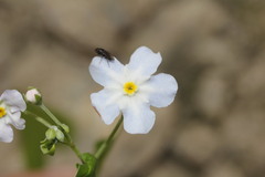 Mimophytum cardiophyllum