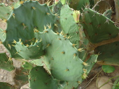 Opuntia stricta
