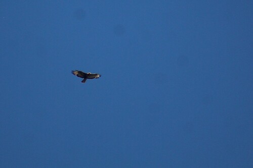 Long-legged Buzzard