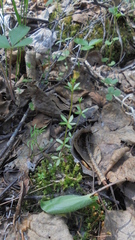 Galium uliginosum