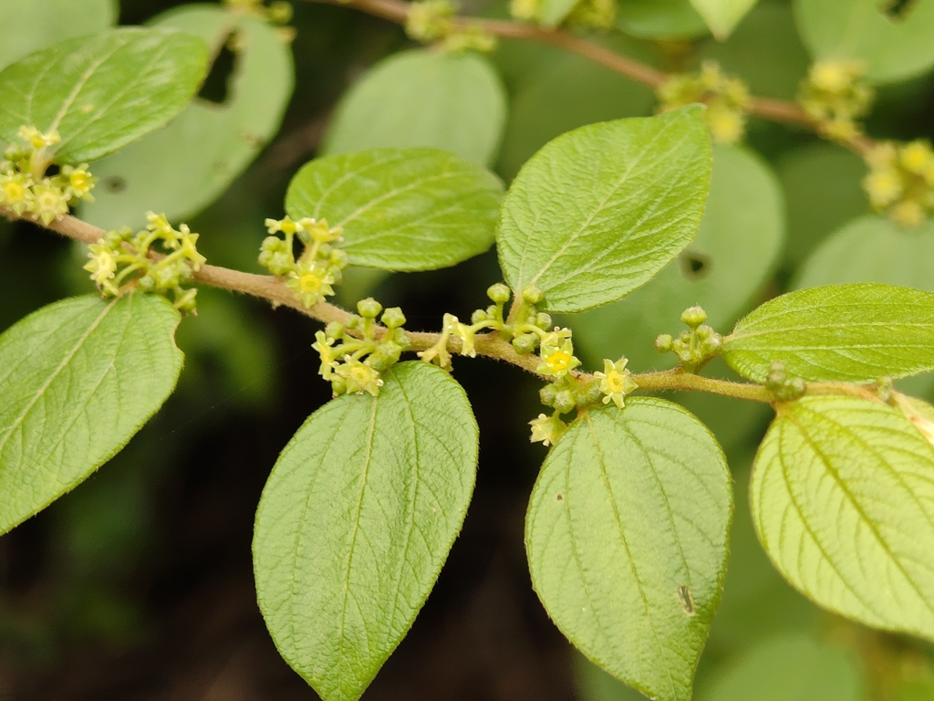 Ziziphus oenopolia; photograph (c) P Jeganathan, some rights reserved (CC BY)