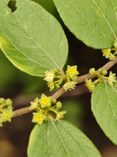 Ziziphus oenopolia, photograph 6