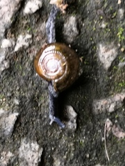 Macrochlamys superlita