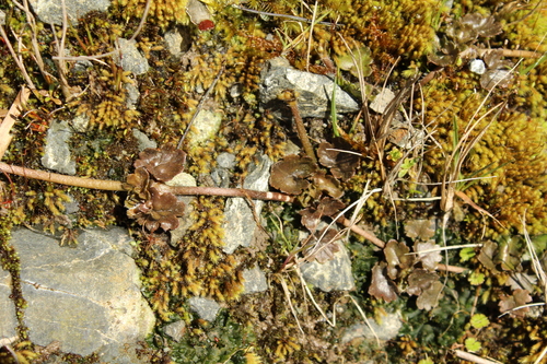 Gunnera monoica, photograph 5