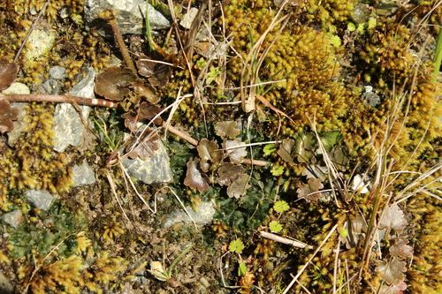 Gunnera monoica, photograph 6