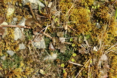 Gunnera monoica, photograph (c) Joe Dillon, some rights reserved (CC BY)