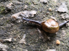 Macrochlamys superlita