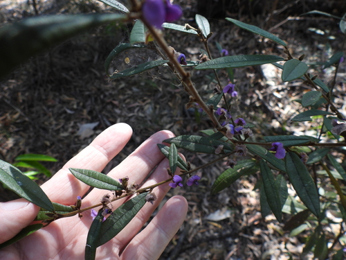 Hovea acutifolia, photograph 4