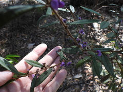 Hovea acutifolia, photograph (c) Mark Clarke, some rights reserved (CC BY)